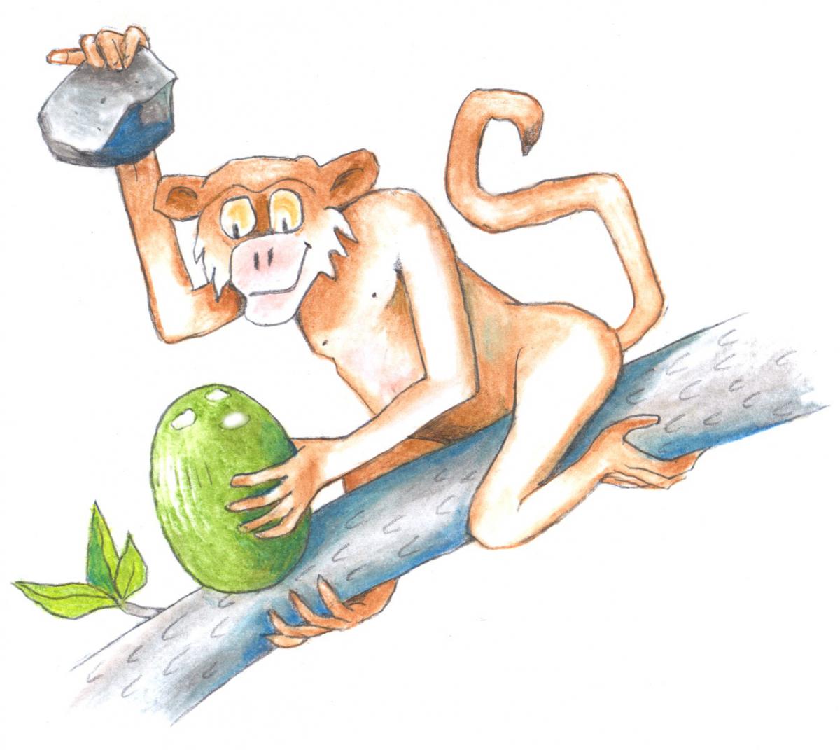 Tegning av en ape som knekker en nøtt med en stein