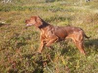 Kennel Skardfjellet_200x150