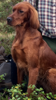 Redlabs Tf Kanja