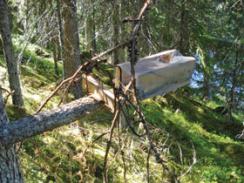 Ulovlig mårfelle
