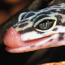 Leopard-gekko illustrasjonsbilde