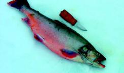 Død fisk