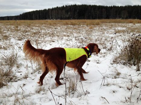 Bjerkaasens Bs Pippa