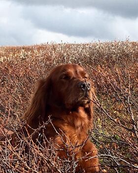 hund i fjellet