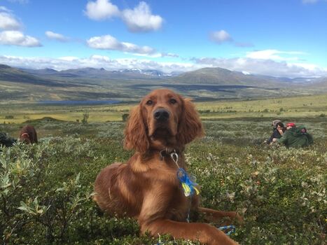 Topdalen Ta To II_600x450