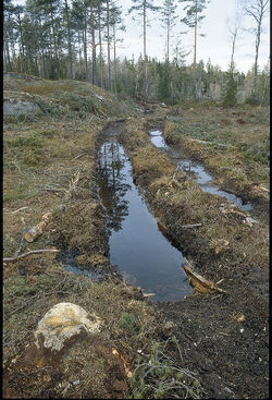 Hvis den foreslåtte markaforskriften blir vedtatt i sin nåværende form, vil all forvaltning foregå på skogbrukets banehalvdel. Foto: Sverre M. Fjelstad.