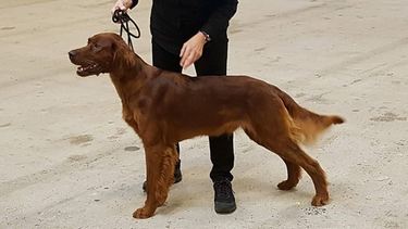 Sønn_510x287