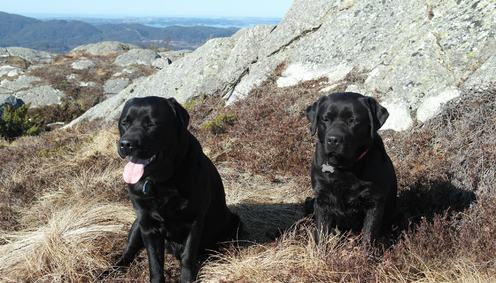 Hund i fjellet