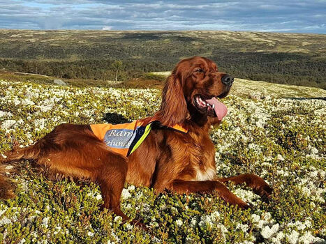 Bjerkaasens Bes Full Fokus