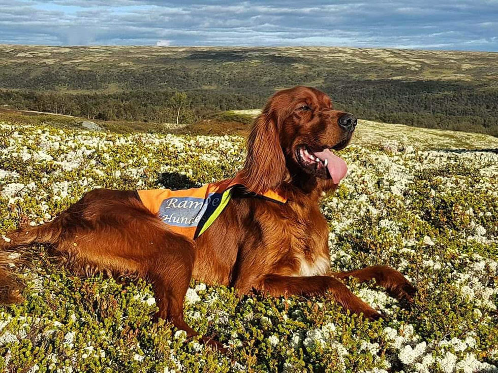 Bjerkaasens Bes Full Fokus
