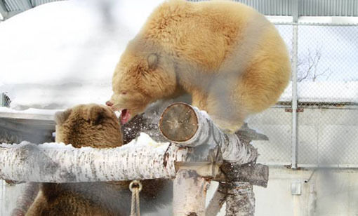 Polar_park_1%2B%282%29