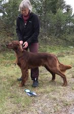 Sønn de Lux