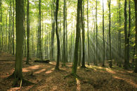 skog