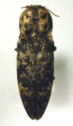 Den silkesvarte trollsmelleren er en bille som er kritisk truet art. Hvis vi ikke slutter å hogge ned gammelskogen, kan den bli utryddet fra norsk natur. Foto: M. Virtala, via Wikimedia Commons.