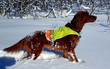 Lauvåsens Bonnie