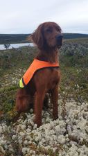 Topdalen\\\'s Bella Donna[1]