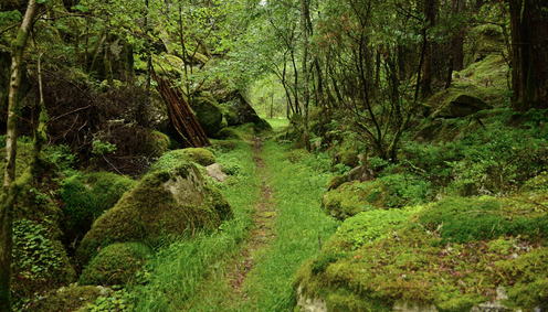 skogtur