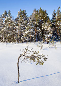 Skogsmåsan om vinteren – her går en av de fineste skiløypene i Østmarka. Foto: Espen Bratlie.