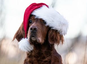 Julebilde 2019