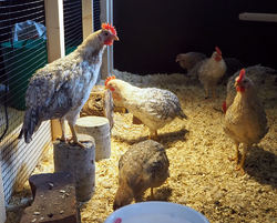 De første kyllingene av jærhøne-rasen vokste seg fort store i løpet av høsten, og snart skulle de få besøk av flere andre dyr.