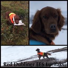 Red Dubliner EFS Lurifaks