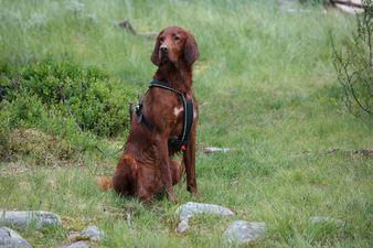 Red Dubliner D Fjellfant