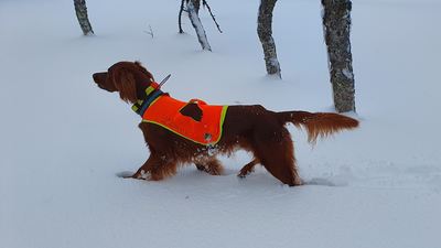 SE UCH Norrlands Guidens Vulkan (Bamse)