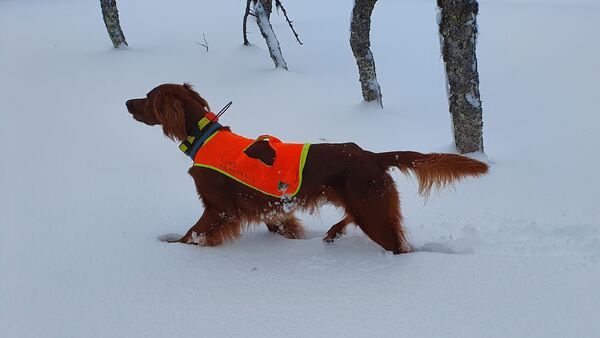 SE UCH Norrlands Guidens Vulkan (Bamse)