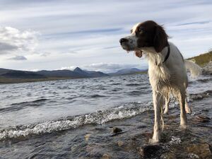 Rubra Alba d\\\'Under Dee ved sjøen