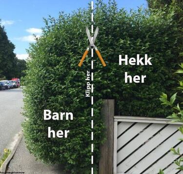hekk_596x568
