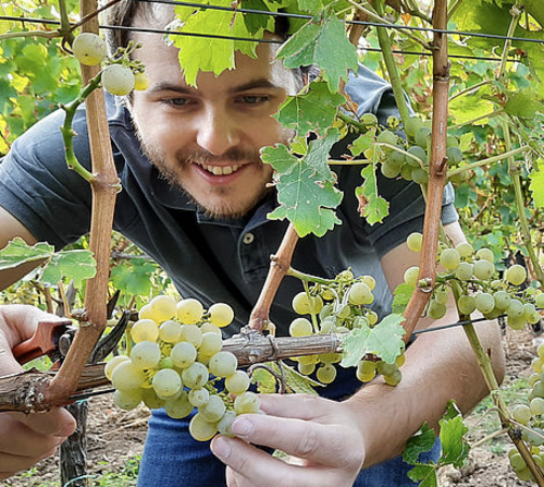 Vinmaker Marius Meyer høster Sauvignon Blanc i Pfalz.