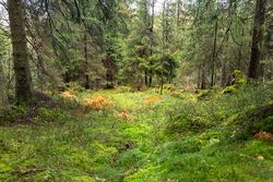 Denne skogen kan måle seg med noe av det fineste vi har i Østmarka, mener Østmarkas Venner.