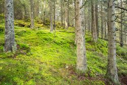 Kommunens egen kartlegging viser at skogen på Fjerdingbyhøgda er et viktig friluftslivsområde, men hogsten ble likevel godkjent.