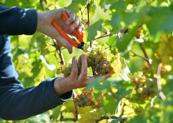 Weinlese_(11)