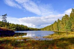 På myra i sørvestenden av Eriksvann er funnet takrør, blåtopp, elvesnelle, flekkmarihand, pors, myrhatt og bukkeblad, viser NINAs rapport. Foto: Anders Rinvold.