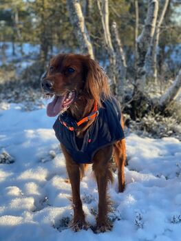 Rubestølens Lucy