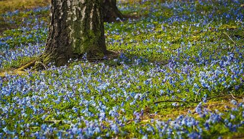 bluebell-3248080_960_720