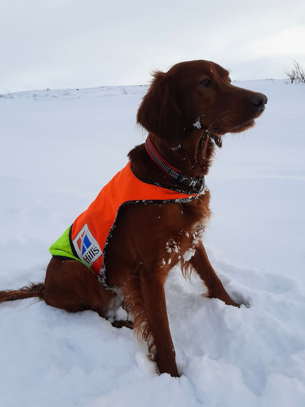 Mika av Fossøla