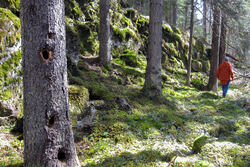 Gammelskog sør for Eriksvann, med svartspettens «stabburstre». Foto: Sigmund Hågvar.