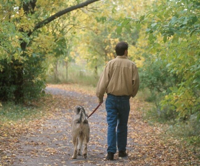 Ferdsel utmark hund
