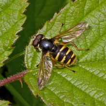 Myrtigerflue er blant de vanligste blomsterfluene om sommeren, men er mest vanlig i Sør-Norge. Foto: Frank Strømmen.