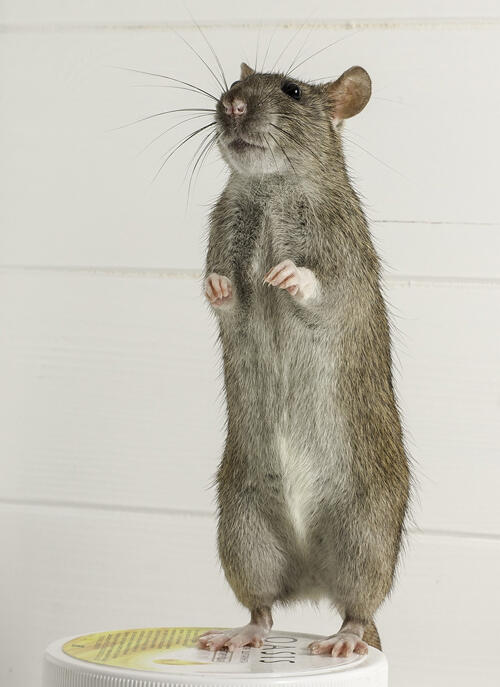 rotte. foto