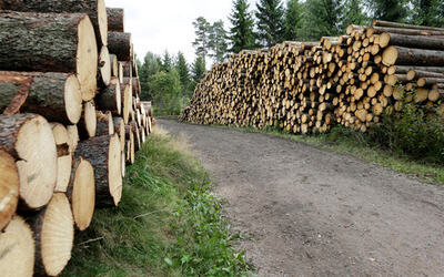 Både prisen tømmer og aktiviteten i skogbruket fortsetter å øke.  FOTO: VIDAR RUUD/NTB