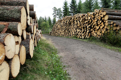 Både prisen tømmer og aktiviteten i skogbruket fortsetter å øke.  FOTO: VIDAR RUUD/NTB