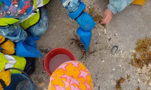 Barn som har funnet en krabbe i fjæra