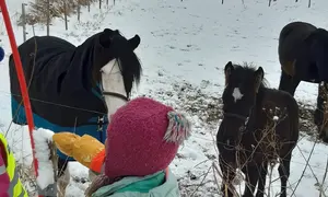 Barn som hilser på hester