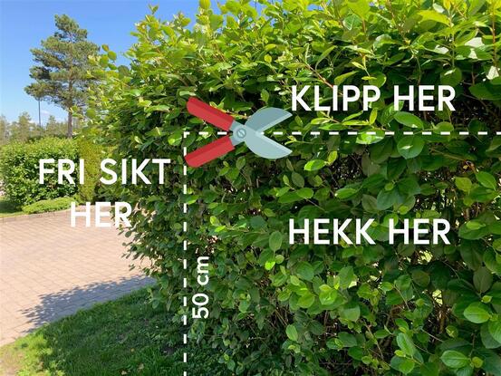 Bilde av hekk som henger utover et fortau.