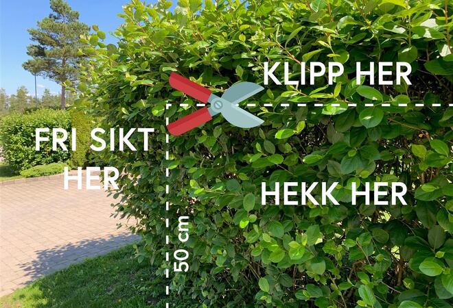 Bilde av hekk som henger utover et fortau.