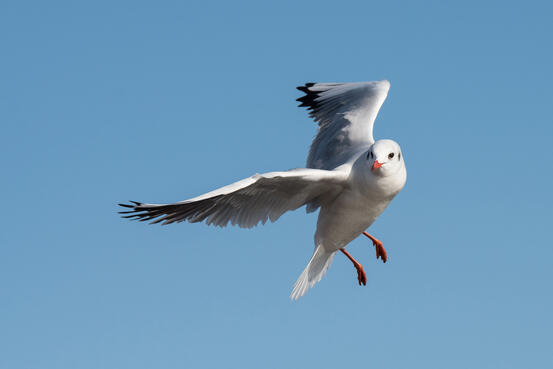 Flyvende måke under blå himmen