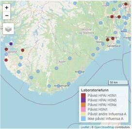 Kart over påviste områder av fugleinfluensa i Sørnorge September 2023. Oppdatert kart fra veterinærinstituttet finner du lenke til i artikkelen.
